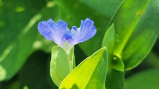 닭의장풀, 달개비, Common Dayflower, 닭개비, 닭기씻개비, 닭의꼬꼬, 닭의밑씻개, 닭의발씻개, 벽선화, 압척초, 압척초(鴨跖草)