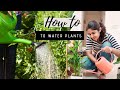 Correct Way of Watering Plants| Gardening Basics Part 3