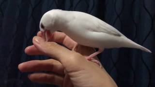 白文鳥もちさん、ささくれを食べる。スローです。