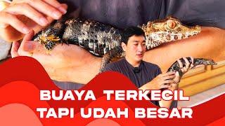 KANDANG BUAYA UDAH NGGA CUKUP | APAKAH BUAYA TERKECIL BISA BESAR ???