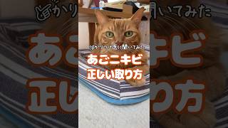 【かかりつけ医に聞いてみた-005】あごニキビの正しい取り方　#shorts #にきび #ねこのいる生活 #猫好き #段ボールハウス  #ニャンテコッタ