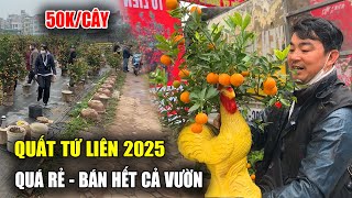 Tết Hà Nội 2025 | Quất tết giá rẻ tại Vườn Tứ Liên khách chốt ầm ầm hết cả vườn | Viet Nam Food