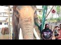 ആനയെ പാട്ടുപാടി ഉറക്കുന്ന പാപ്പാൻ bastin vinayasundar elephant sreekumar