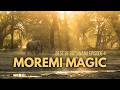 Moremi Magic in the Okavango Delta! (Best of Botswana Ep.4)