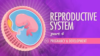 Reproductive System, Part 4 - Pregnancy & Development: Crash Course Anatomy & Physiology #43