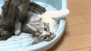 余りに無邪気で可愛いメインクーンの子猫ジェラトーニ