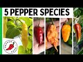 The 5 Major Pepper Species - Grow Interesting Pepper Varieties - Pepper Geek