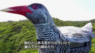 沖縄CLIP動画 やんばる＿ヤンバルクイナ展望台