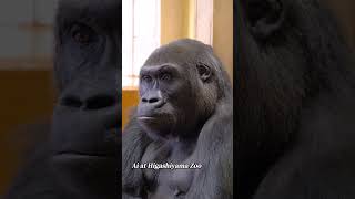 Shabani gorilla family Ai 🦧🦍 #Gorilla  #Shabani  #シャバーニ