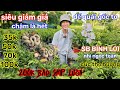 🌲8/12☎️vườn mai anh Linh☎️mai ghép chơi tết🌲giảm giá cực sốc🌲đơn đủ 200k bao phí