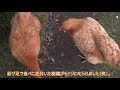 雌鶏の序列と大好物～若手ニワトリが年長上位を気にする納豆ヨーグルト～