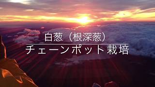 チェーンポット簡易移植器、ひっぱりくんによる白葱栽培