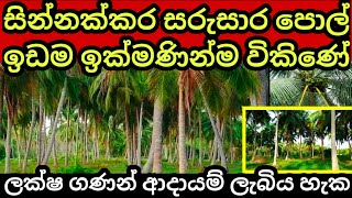 සල්ලි උල්පතක් වගේ ලක්ෂ ගණන් ආදායම් ලබන සින්නක්කර පොල් ඉඩම | Pol idam | Coconut land | Land for sale