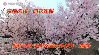 【京都の桜】堀川せせらぎ公園のサクラ　満開（2024年3月30日　京都市北区）　Cherry blossoms at Horikawa Seseragi Park