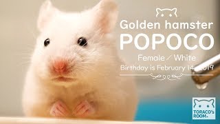 はじめまして、ポポコちゃん。【ゴールデンハムスター】/My name is POPOCO. Nice to meet you.