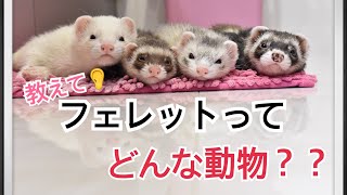 フェレットってどんな動物？？