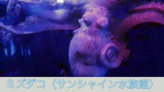 息子制作 生き物動画「サンシャイン水族館のミズダコ」