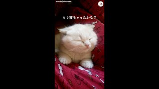 スヤスヤと気持ちよく寝ている子猫ちゃんに… #Shorts