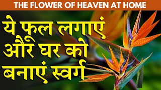 ये फूल लगाएं और घर को बनाएं स्वर्ग || Grow THE FLOWER OF HEAVEN AT HOME