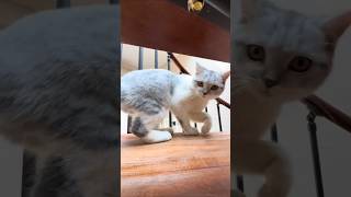 hide and seek躲猫猫#funnycats #shortvideo