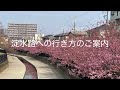 【京都発エア旅ガイド】京都伏見 淀水路 河津桜　関西随一の河津桜の名所