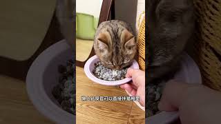 独立包装的猫咪羊奶粉，营养又补水，关键还不贵！ 新手养猫 猫咪羊奶粉科学养猫