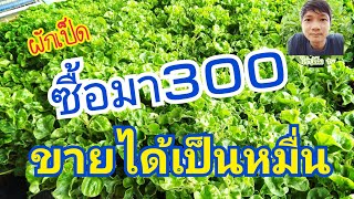 วิธีชำปักชำวอเตอร์เครส(ผักเป็ด) | ไร่ปลื้ม tv