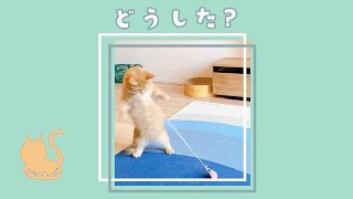 短足猫のダンス?面白い動き🐈🐾 #Shorts #猫 #マンジロー#マンチカン