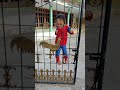 SPIDER MAN MANJAT PINTU GERBANG #shorts