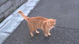 新春対決！ヘタレ猫VS人懐こい茶トラVS最恐に人懐こい野良猫　Three friendly stray cats were coming