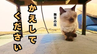 【老猫介護】元動物看護士の保護猫、新年早々お気に入りのコタツを洗ったらこんな顔になりました。