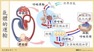 108選生三 3-1 呼吸系統_3氣體的運輸