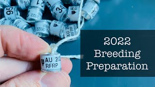 Preparations for 2022 racing pigeons breeding | 2021 OLR results