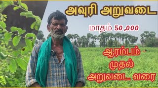 அவுரி அறுவடை | அவுரி| ஆரம்பம் முதல் அறுவடை வரை  | Dye plant in Tamil | Indigo Dye Plant | 9363072028