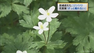 【CBC News】岐阜高山市のキャンプ場でニリンソウが見頃