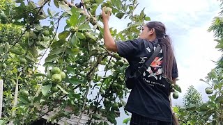 Pondok DK KELUARGA TANI Dikelilingi berbagai macam pohon buah yang mulai panen