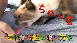 ちゅーる の食べ方が間違っている野良猫