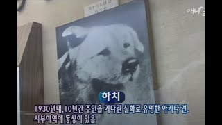 실화냐? 10년간 주인을 기다린 아키타견