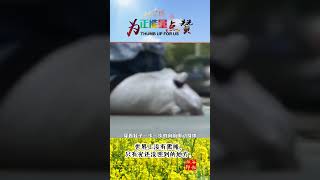 无腿女孩用一双手创造奇迹，考上大学，励志逆袭改变人生命运 #正能量