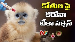 కోతులపై కరోనా టీకా సక్సెస్ | Oxford Coronavirus Tika Successfully Tested On Monkeys | NTV