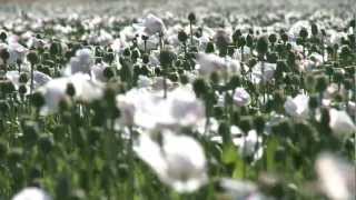 LIFE Before Death Opium: Sinner or Saint
