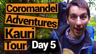 🌳 Kauri Tour with Coromandel Adventures – New Zealand’s Biggest Gap Year – Backpacker Guide NZ