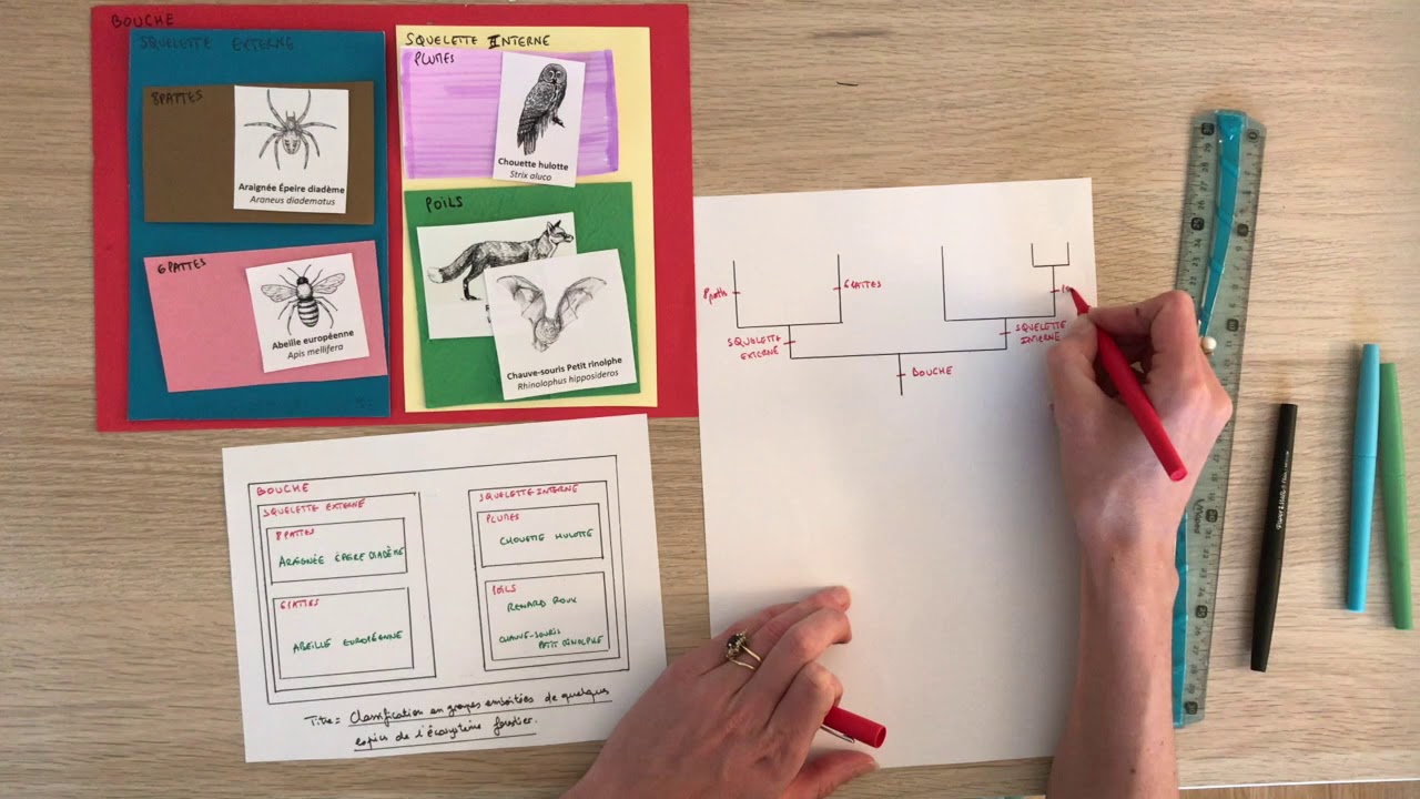 Parenté Et évolution - SVT 3e - Construire Un Arbre De Parenté - YouTube