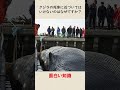 クジラの死体に近づいてはいけないのはなぜですか？