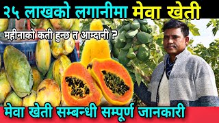 दाङ्ग मा साढे २ बिघामा मेवा खेती,Mewa Kheti in nepal|| मेवा खेति गर्ने तरिका,Papaya farming in Nepal