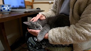 A day in the life of Hana, a cuddly cat who loves her grandma.