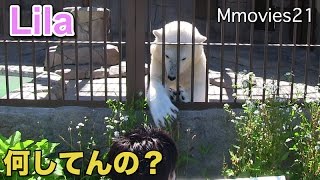 Polar Bear plays with keeper 飼育員さんと遊ぶリラ