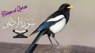beautiful recitation of surah Al Ala Qari Abdul Wahab | سورۃ الاعلی | Taleem ul Quran