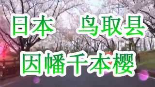 日本之旅：鸟取县 在因幡千本樱 (Inaba Senbonzakura) 『樱花公园』 轻轻鬆鬆享受赏花的乐趣♪ 1000颗樱花之树 鸟取09 Moochan