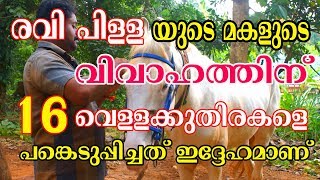 കുതിരയുടെ ഫുൾ പരിചരണം കുറഞ്ഞ ചിലവിൽ പഠിപ്പിക്കുന്നു | Horse Farming in Kerala |Horse Farm